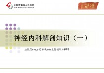 神经内科解剖知识PPT